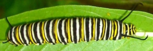 Final Larvae Top of Monarch - Danaus plexippus